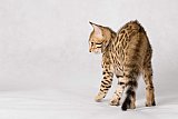 Raymond Whinecat