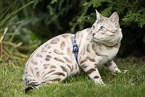 Just a Boy Whinecat