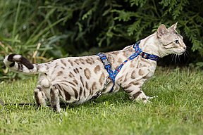 Just a Boy Whinecat