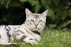 Just a Boy Whinecat