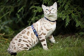 Just a Boy Whinecat