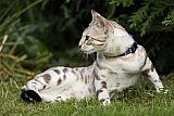 Just a Boy Whinecat