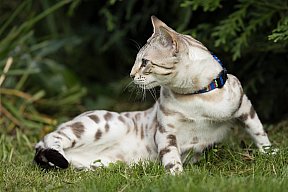 Just a Boy Whinecat
