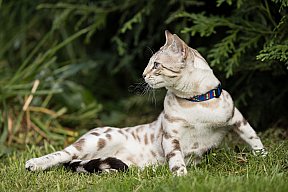 Just a Boy Whinecat