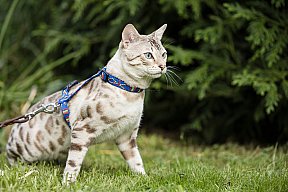 Just a Boy Whinecat