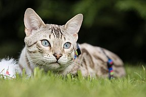Just a Boy Whinecat