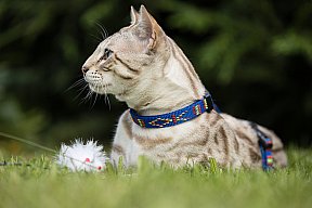 Just a Boy Whinecat