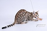 PearlyQueen Pixel - Pi&scaron;kot 
