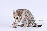 PearlyQueen Pixel - Pi&scaron;kot 