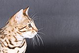 PearlyQueen Pixel - Pi&scaron;kot 