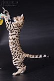 PearlyQueen Pixel - Pi&scaron;kot 