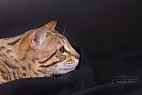 PearlyQueen Pixel - Pi&scaron;kot 