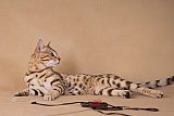PearlyQueen Pixel - Pi&scaron;kot 