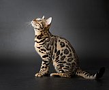 X-Man Whinecat/ Ted&aacute;nek 