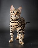X-Man Whinecat/ Ted&aacute;nek 