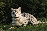 Just a Boy Whinecat