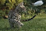 Raymond Whinecat