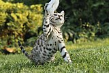 Raymond Whinecat