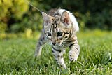 Raymond Whinecat