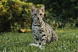 Raymond Whinecat