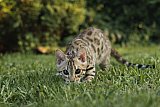 Raymond Whinecat