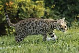 Raymond Whinecat