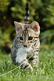 Raymond Whinecat