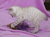 Jazz
