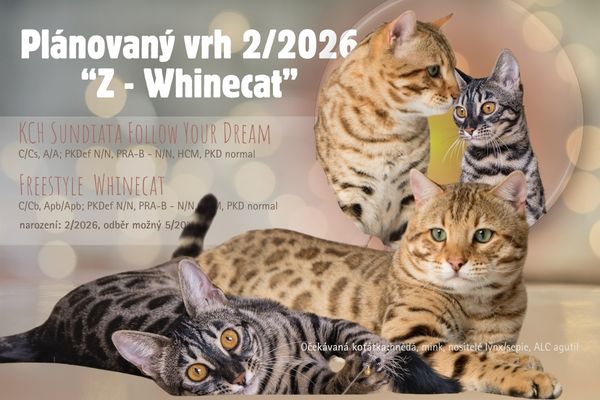 Koťátko_bengalske_kocky