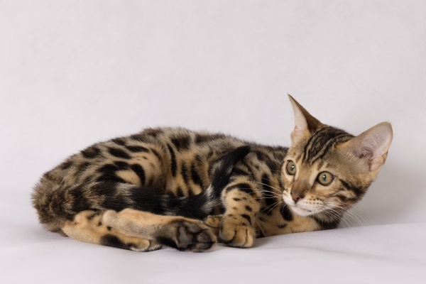 bengálská kočka Whinecat_maeve