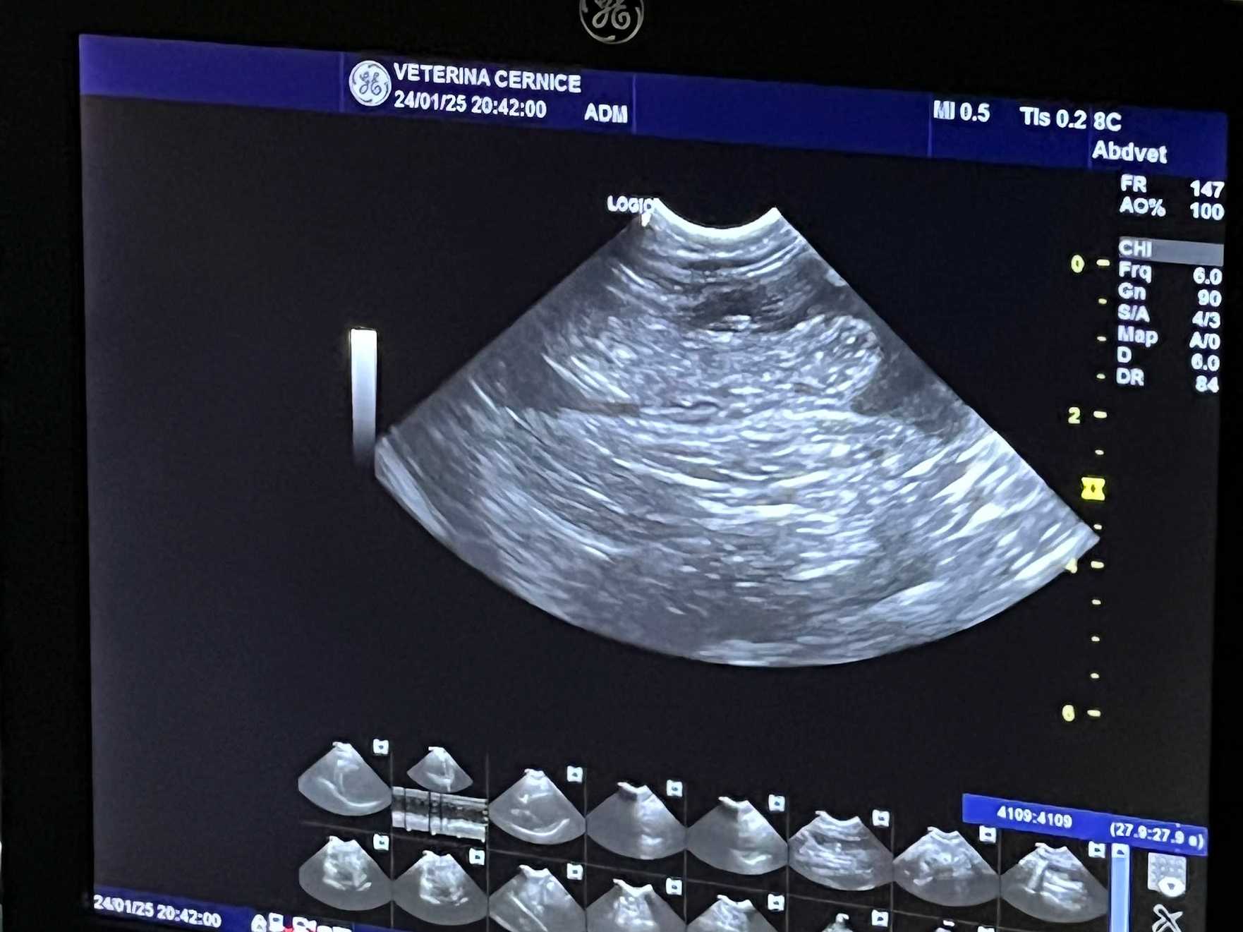 bengálská kočka Whinecat