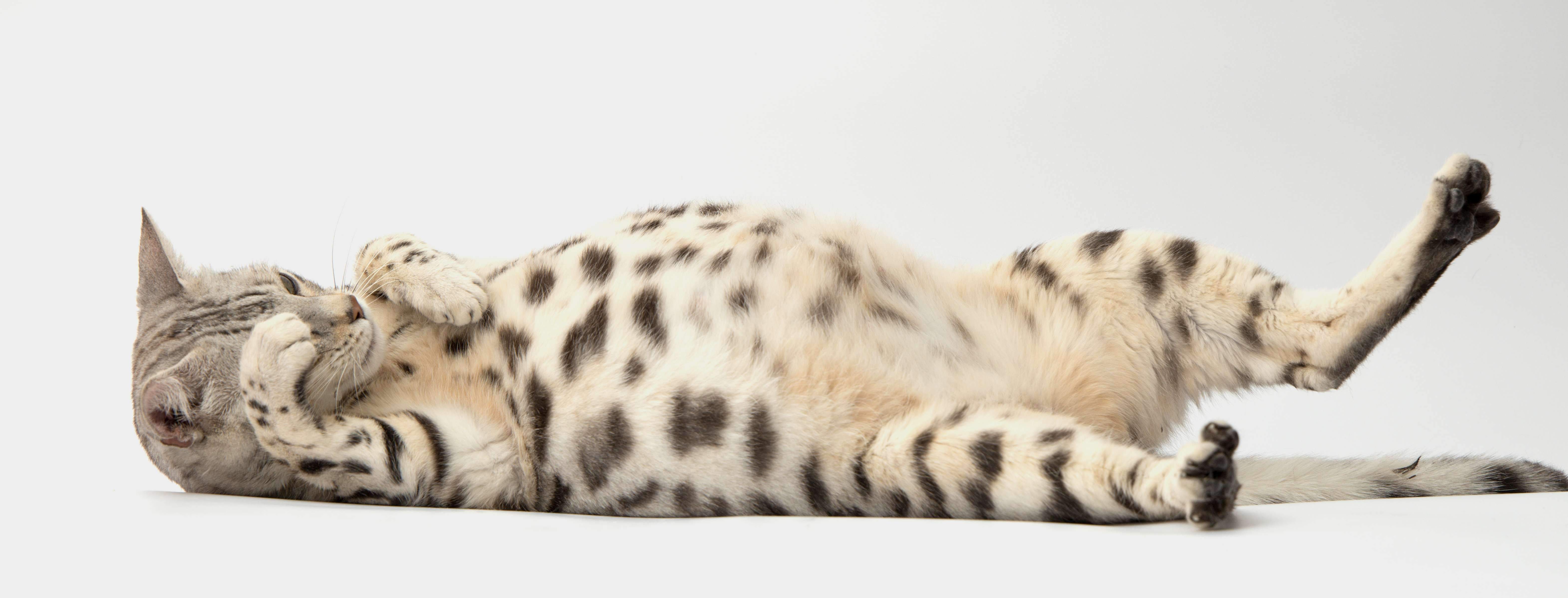 bengálská kočka Whinecat