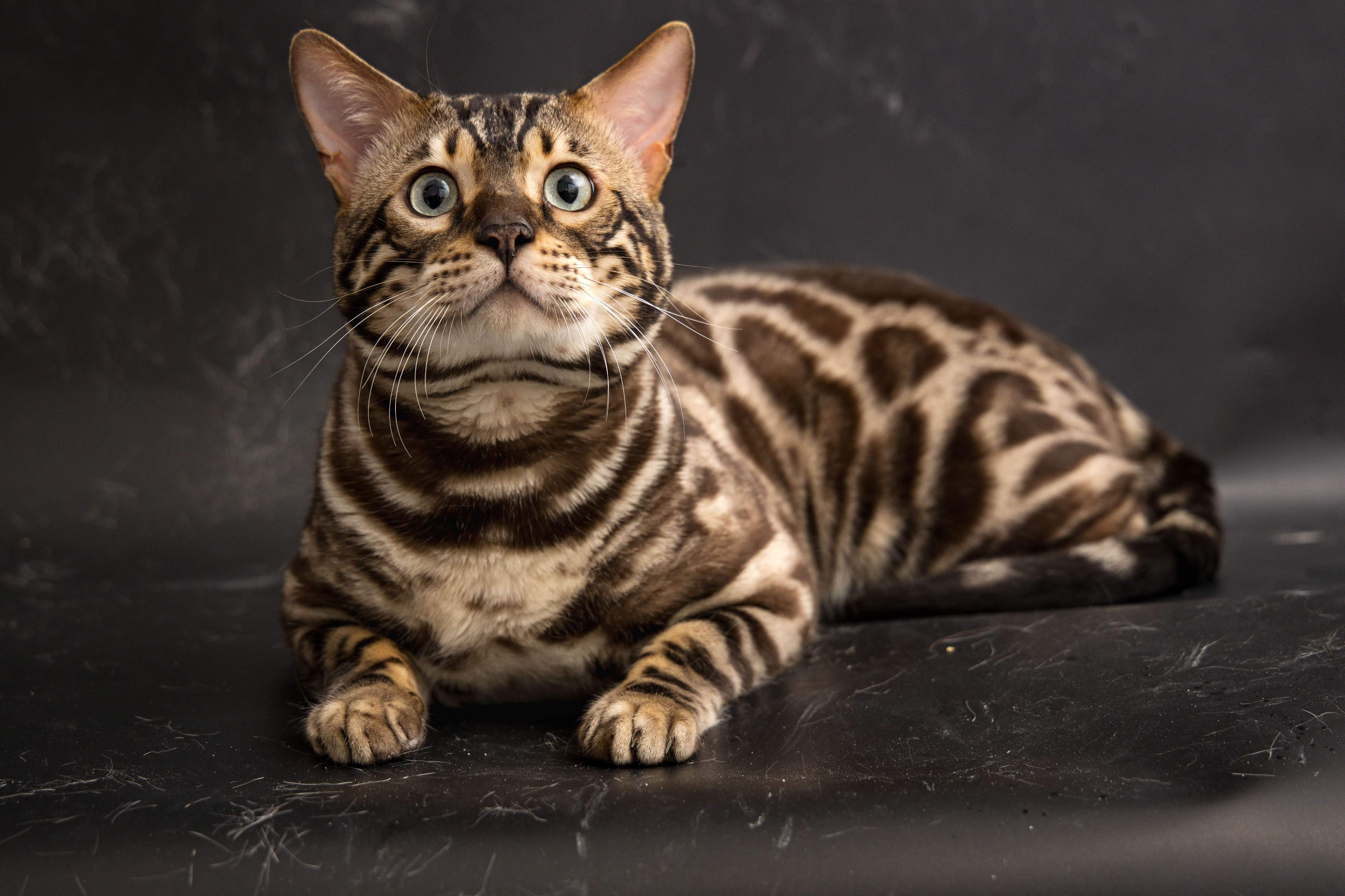 bengálská kočka Whinecat_gold