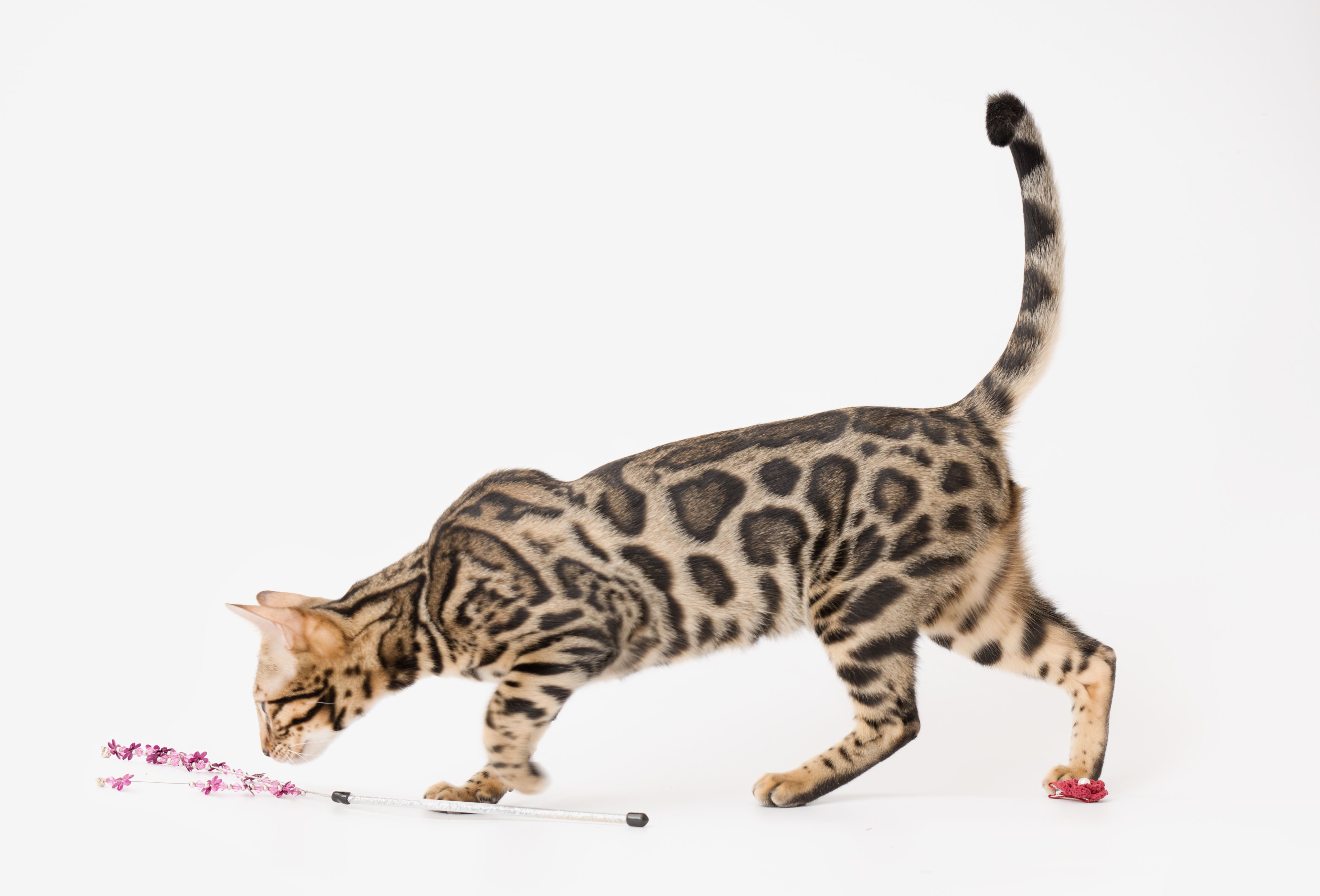 koťata_bengalske_kocky_whinecat