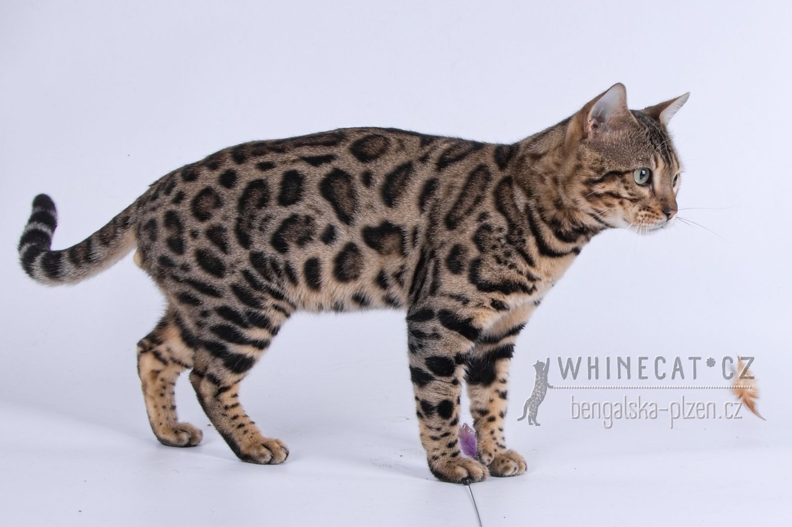 bengálský kocour X-Man Whinecat/ Tedánek