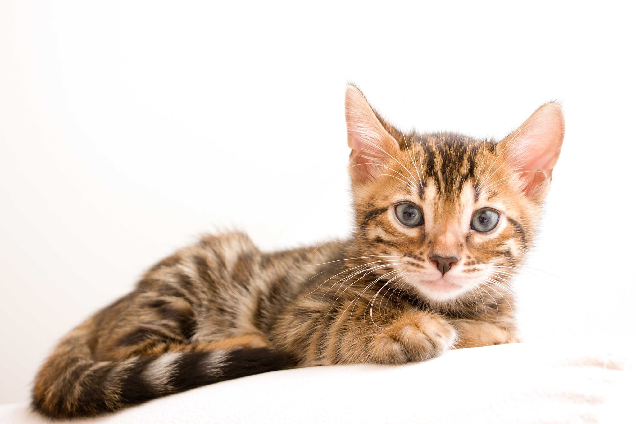 Porod kočky den po dni – jak probíhá, co si připravit a kdy volat veterináře