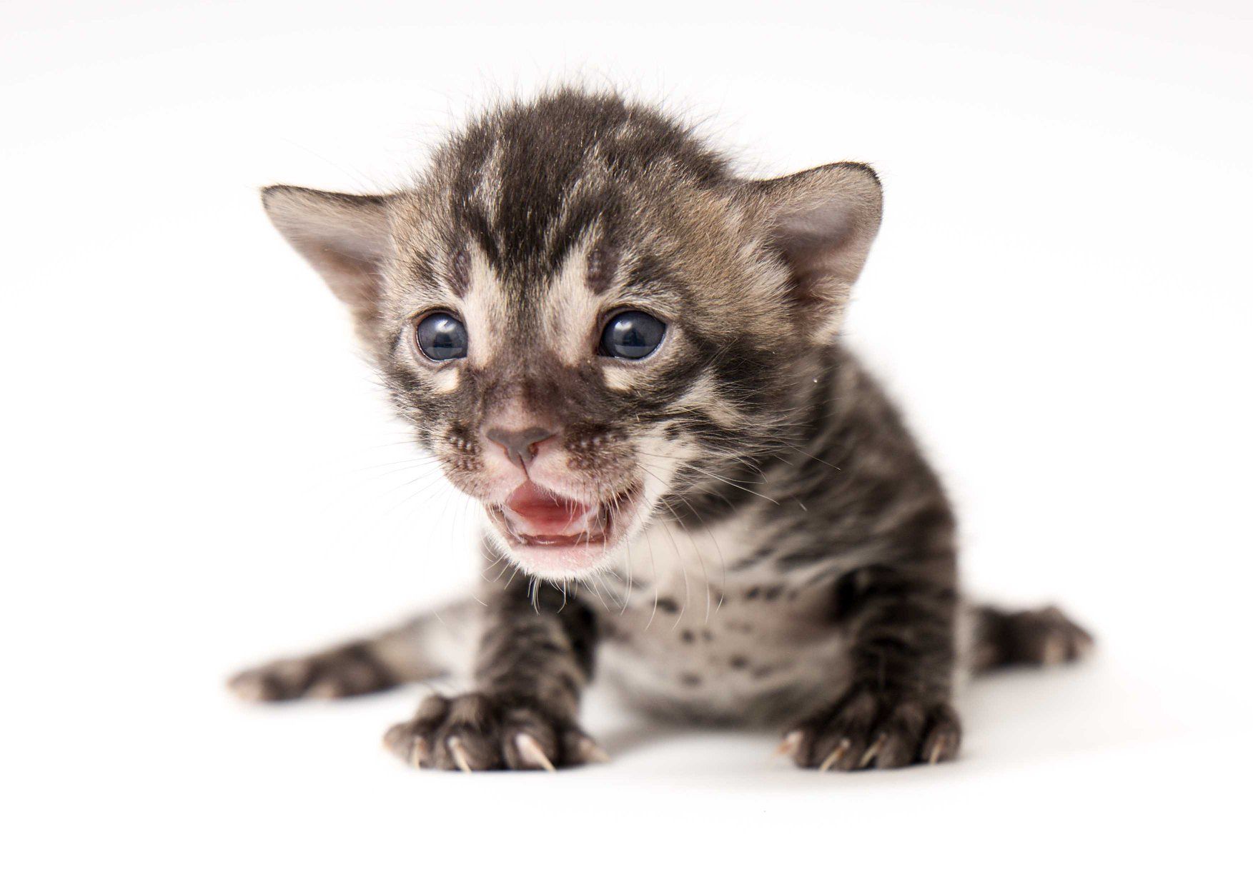 0004 bengalska kocka Whinecat kote