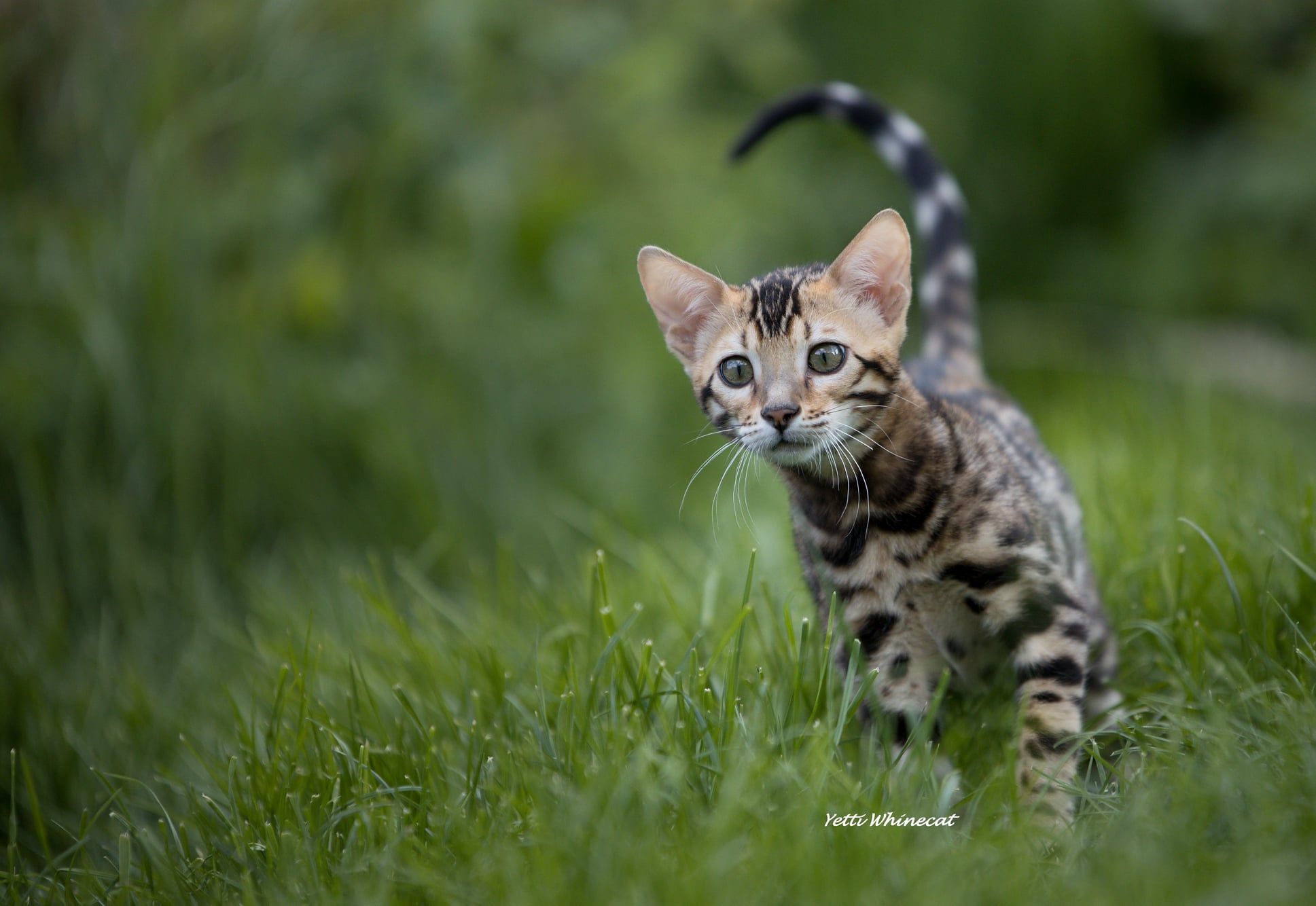 Chov bengálských koček bez pozlátka: 17 let zkušeností, které vám nikdo neřekne
