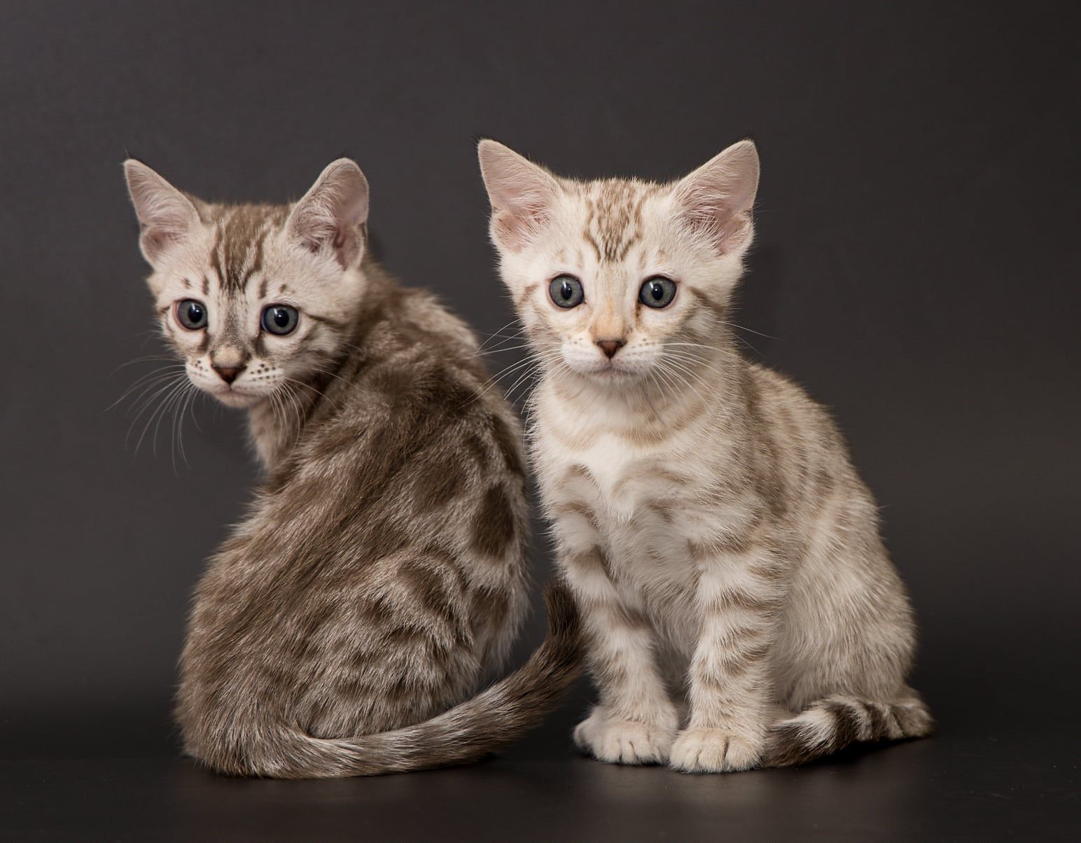 koťata_bengalske_kocky_whinecat