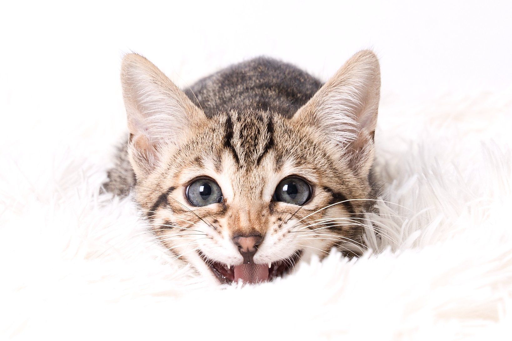 koťata_bengalske_kocky_whinecat