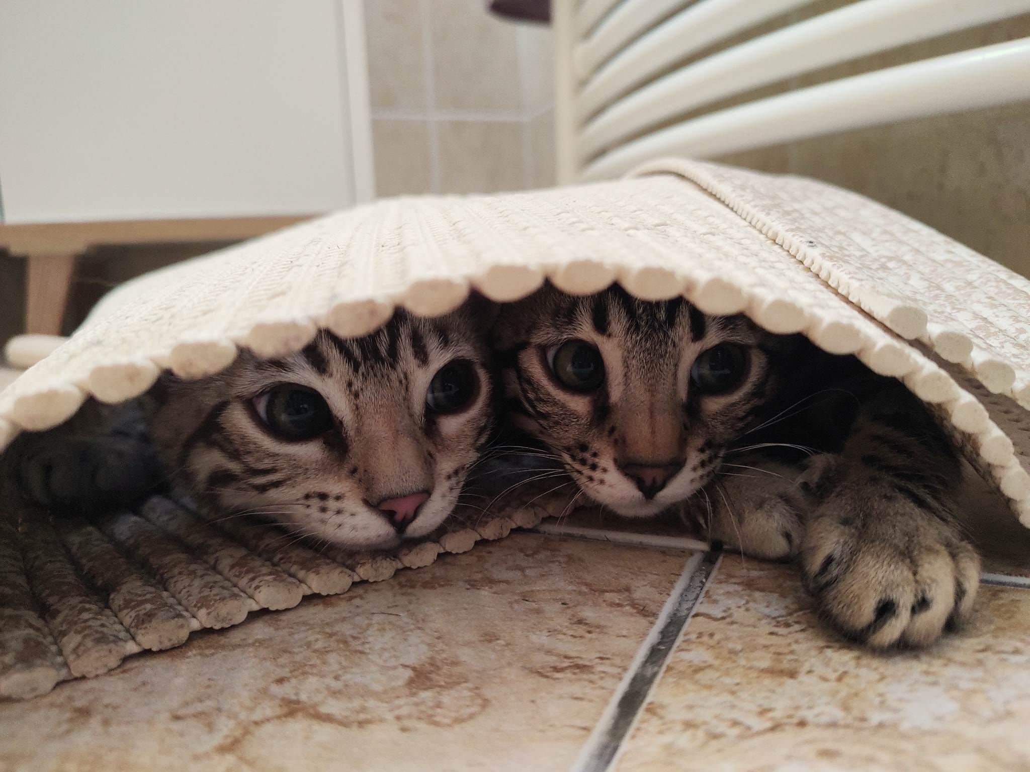 Jak zabavit bengálského ďáblíka