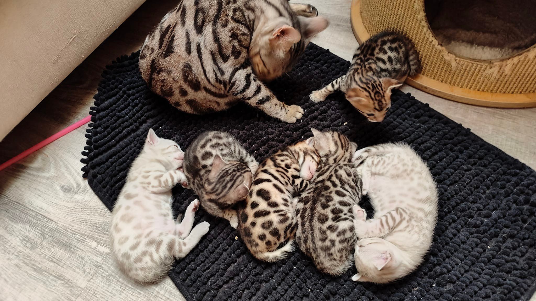 0031 bengalska kocka Whinecat kote