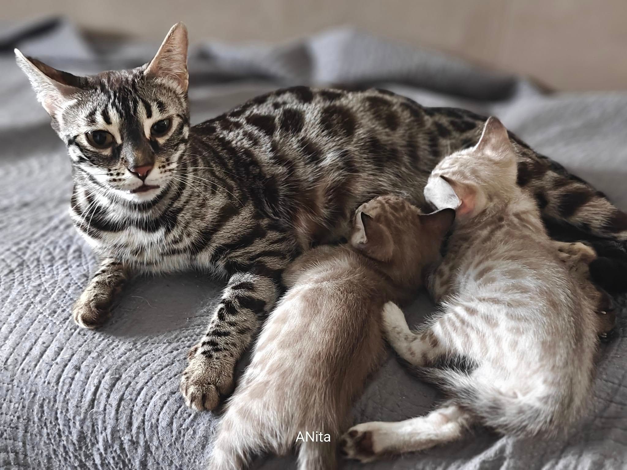 kotě_bengálské kočky