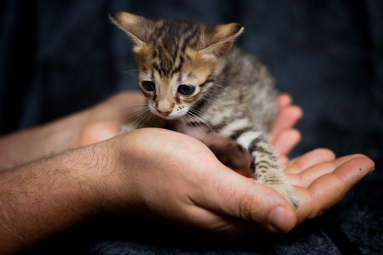 Koťátko_bengalske_kocky