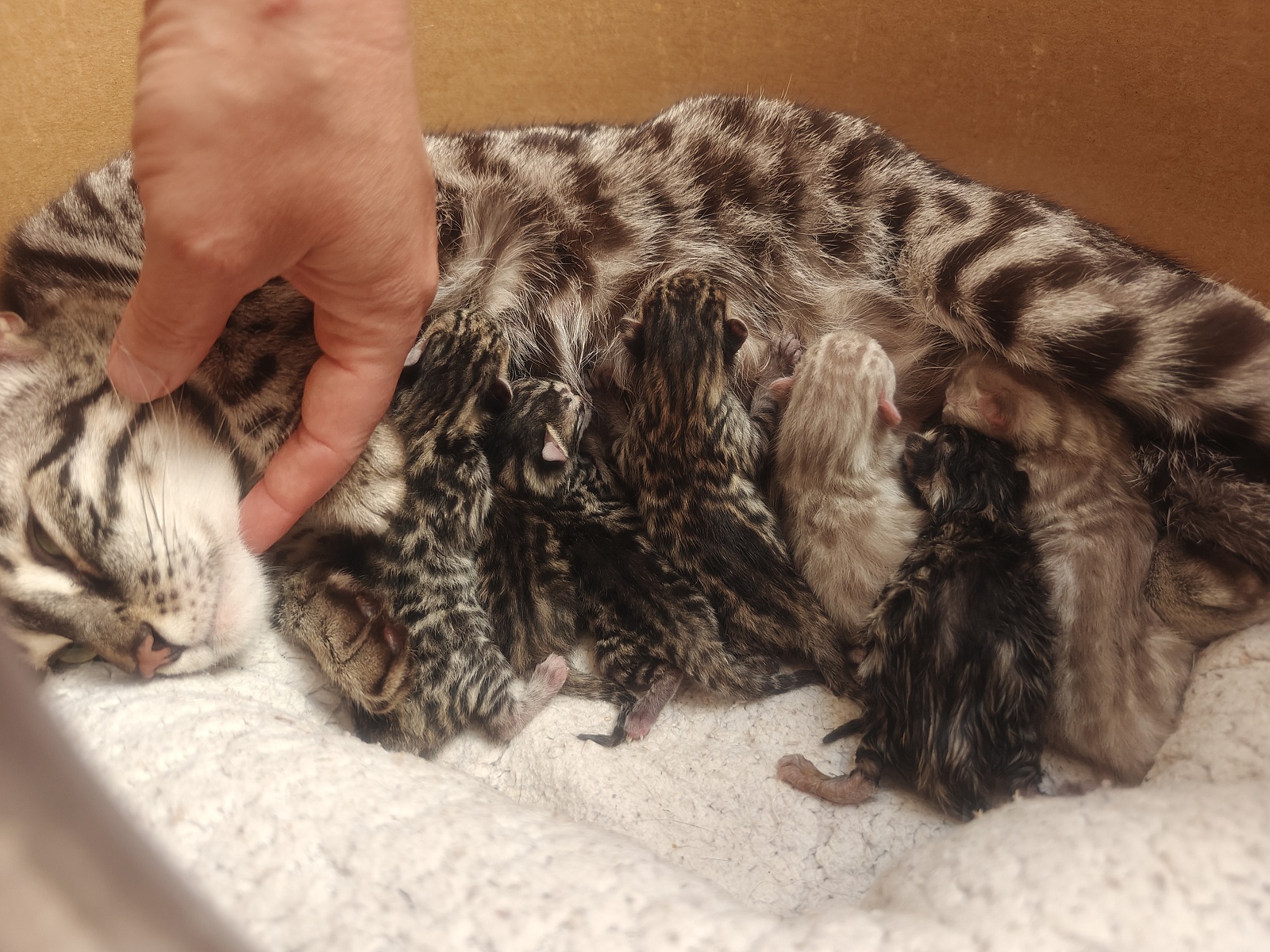 Bengálská koťata narozená ve Whinecat.cz v červnu 2025