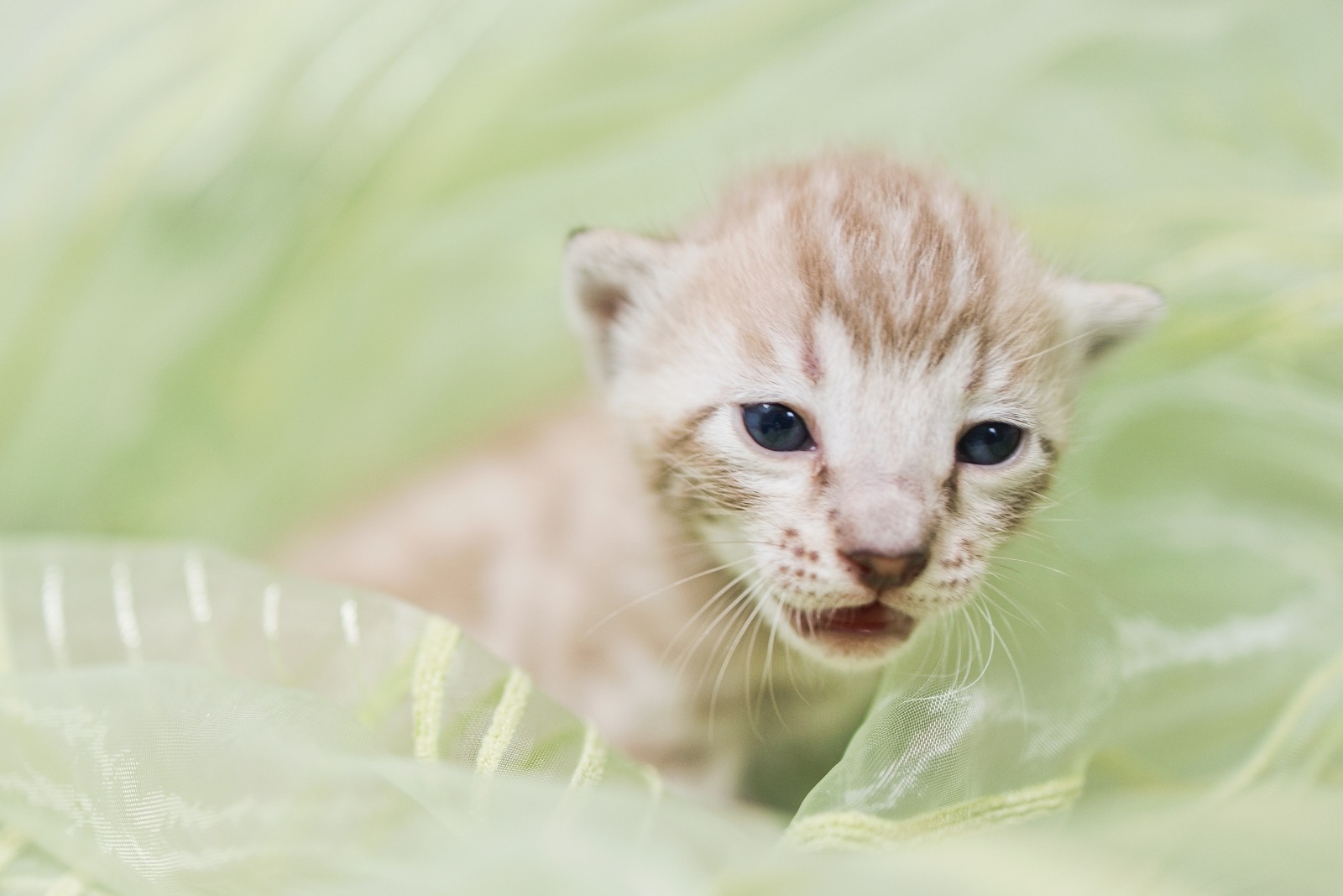 Máme nová koťátka bengálských koček