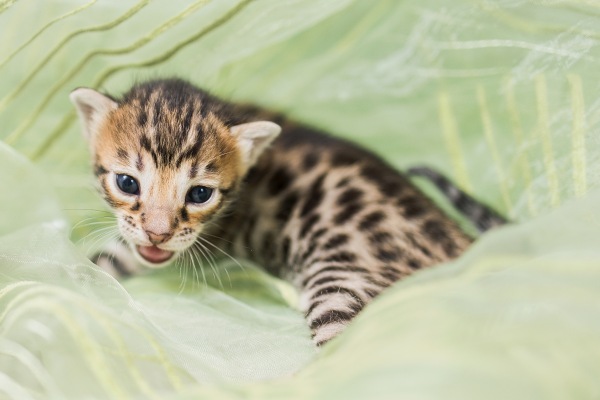 Koťátko_bengalske_kocky
