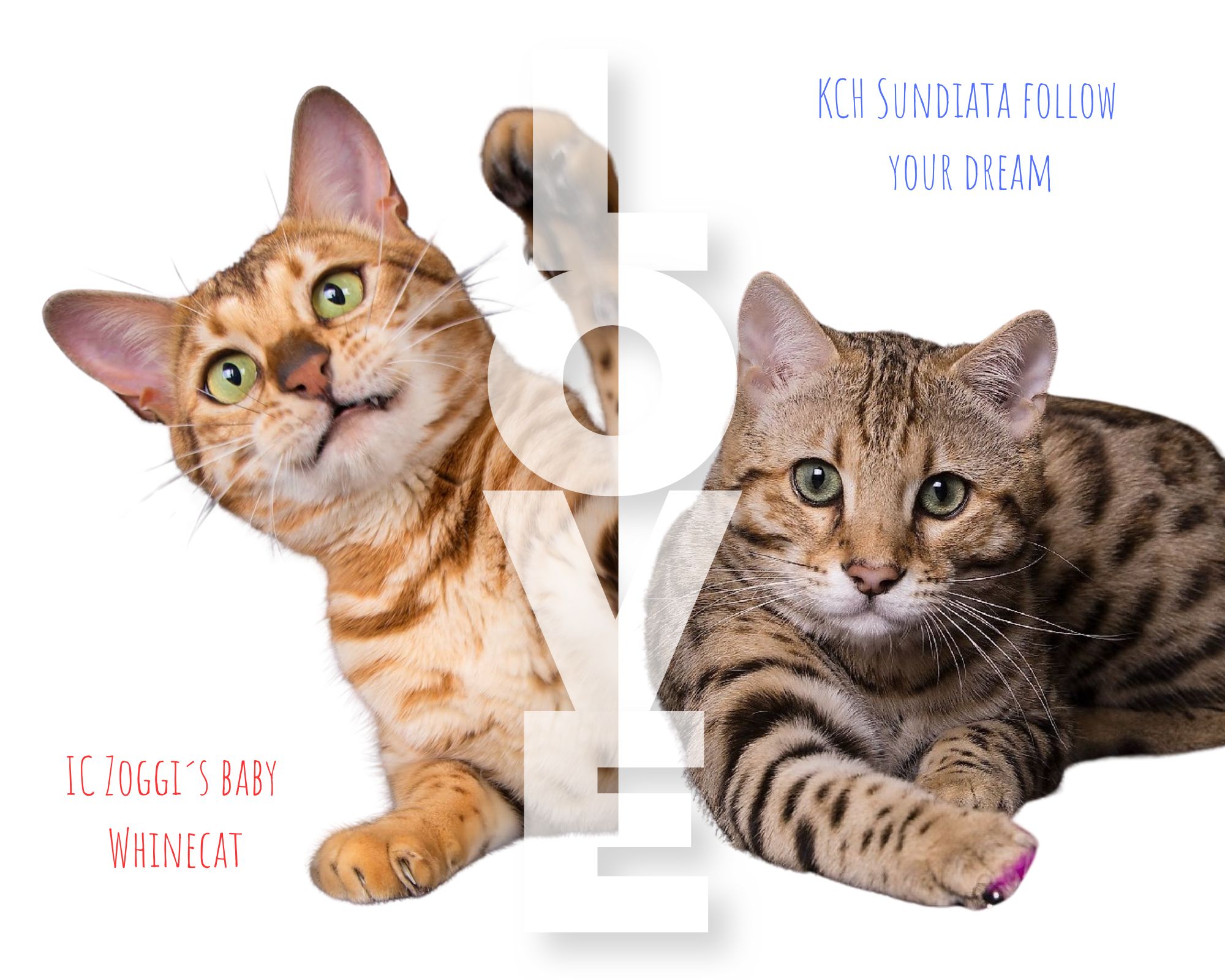 bengálské kotě - charcoal